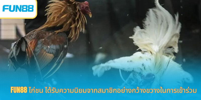 Fun88 ไก่ชน ได้รับความนิยมจากสมาชิกอย่างกว้างขวางในการเข้าร่วม